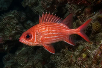 Holocentrus diadema (Soldato spazzato via)