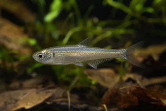 Holoshestes pequira Tetra color arancione