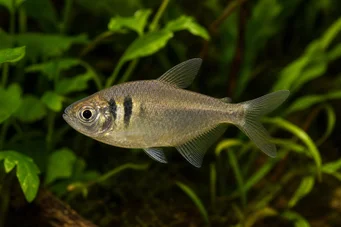 Hyphessobrycon bifasciatus Tetra giallo
