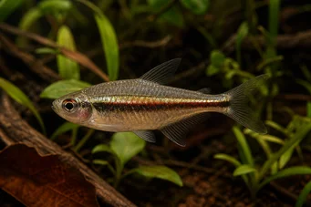 Hyphessobrycon heterorhabdus Bandiera belga