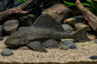 Hypostomus grandiosus (Leopardo pleco)