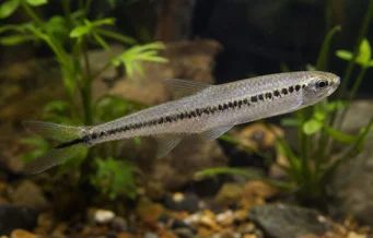 Iguanodectes spilurus Tetra-olio