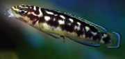 Julidochromis transcript... Trascritto