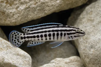 Julidochromis transcriptus