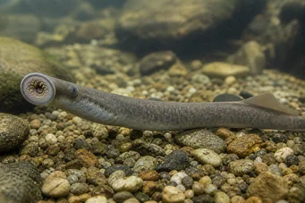 Lampetra fluviatilis Lampada fluviale
