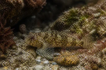 Lepadogaster candollei Asta