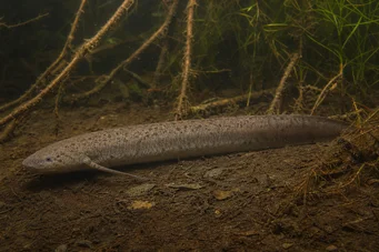 Lepidosiren paradoxa Lepidosirène del Sud America