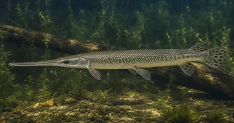 Lepisosteus osseus Pike coccodrillo