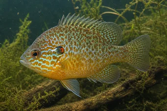 Lepomis gibbosus (Polo solare o palo dell'arcobaleno)