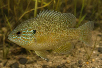Lepomis humilis