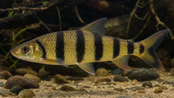 Leporinus fasciatus fasciatus (Leporino con bande nere)