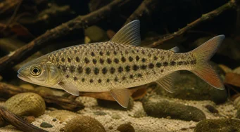 Leporinus maculatus (Leporino macchiato)