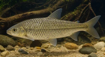 Leporinus megalepis (Leporino con grandi scale)
