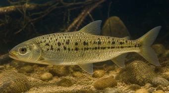 Leporinus moralesi (Leporino maturo)