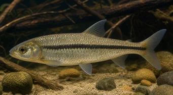 Leporinus nigrotaeniatus Black Stripes Leporinus