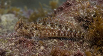 Lipophrys pholis Comune