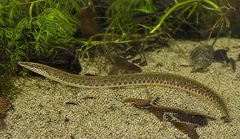 Macrognathus aculeatus Masta A Ocelle