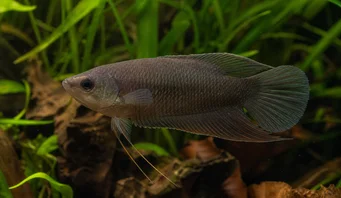 Macropodus concolor Macropode nero