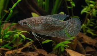Macropodus cupanus Pesce da pesca a coda marrone