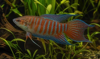 Macropodus opercularis Paradiso