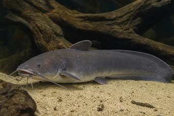Malapterurus electricus Pesce gatto elettrico