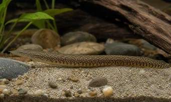 Mastacembelus armatus Colonna vertebrale gigante