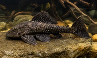 Megalancistrus barrae Megalankistrus barrae