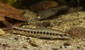 Melanocharacidium dispilomma Melanocharacidium Destilomma