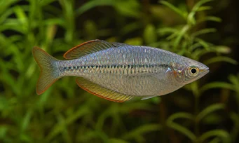 Melanotaenia maccullochi Pesce arcobaleno nano