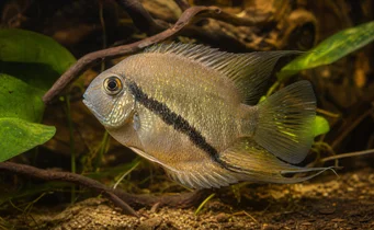 Mesonauta festiva Flag di cichlid