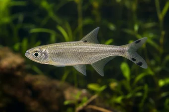 Micralestes acutidens Tetra africana con denti affilati