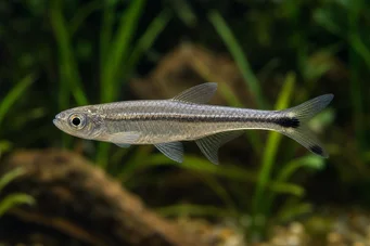 Micralestes elongatus Tetra africano affusolato