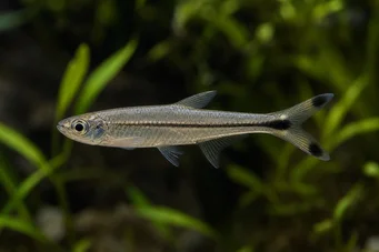 Micralestes humilis Tetra africana con pinne rosse