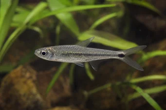 Micralestes occidentalis Tetra dell'Africa occidentale