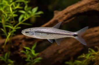 Micralestes stormsi Red Tetra dal Congo vero