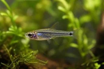 Microrasbora kutobai Neon verde