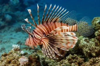 Milles de pterois pesce scorpione