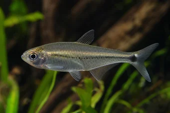 Mimagoniates lateralis Tetra-Glande con lati sbarrati