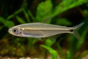 Mimagoniates microlepis Piccole scale Tetra-Barberos