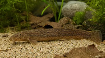 Misgurnus anguillicaudatus Misgurnus anguillicaudatus