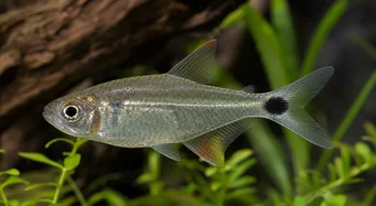 Moenkhausia oligolepis Moenkhausia con gli occhi rossi