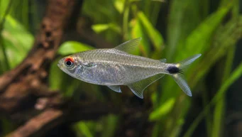 Moenkhausia sanctaefilomenae Moenkhausia con gli occhi rossi