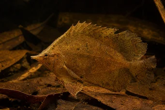 Monocirrhus polyacanthus Pompiere