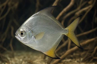 Monodactylus argenteus Pesce luna