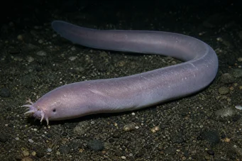 Myxine glutinosa Myxine comune