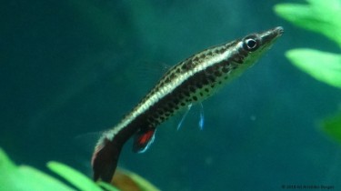 Nannobrycon eques Matita