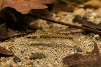 Nannocharax parvus (Grande striscia nannocharax)