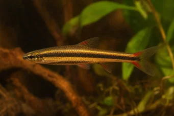 Nannostomus beckfordi (Matita)