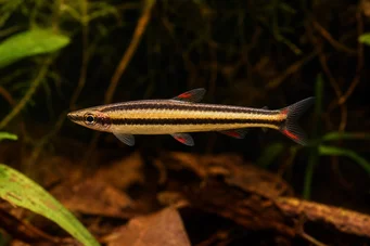 Nannostomus marginatus (Pesce a matita nano)