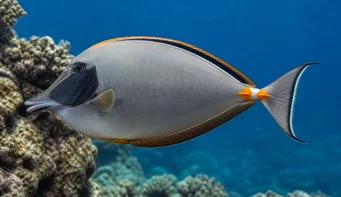 Naso lituratus (Spurs arancione nasale)
